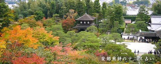安部煎餅のテニス占い 安部煎餅のテニス占い